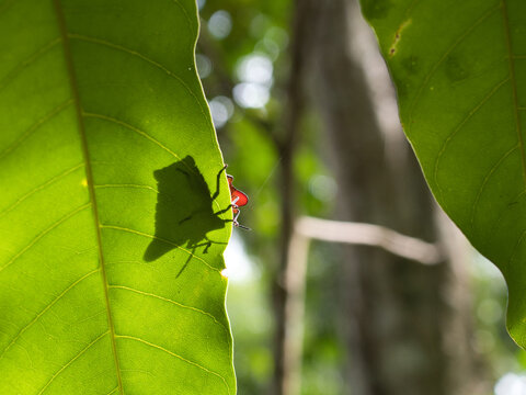 Stink bug or litchi stink bug It has a strong pungent odor for self defense and perches on leaves.
