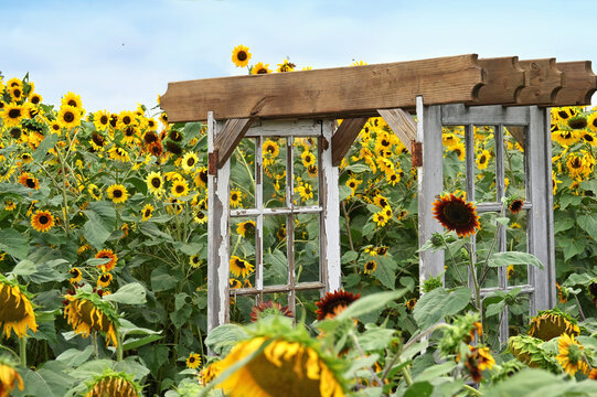 Sunflowers in the garden with wooden arbor