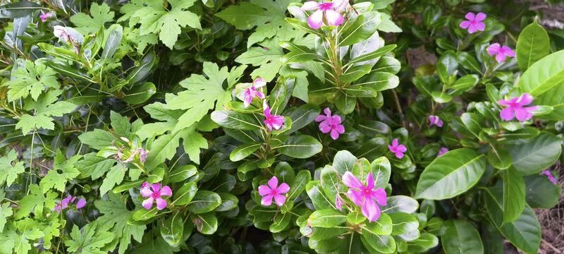 Cluster of vibrant pink periwinkle flowers blooming among glossy green leaves in a sunny garden bed
