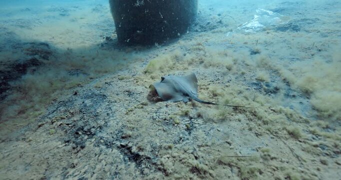 Stingray underwater in clear ocean and white sandy sea bottom