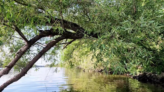 Gem&uuml;tliche Bootsfahrt am Ufer vom Flu&szlig; Main mit Auwald und Bruch-Weiden, Naturerlebnis, Entspannung, Lichtreflexe