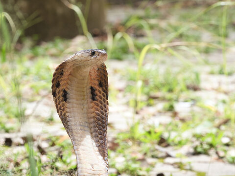 Naja kaouthia or monocled cobra deadly serpent living on a dry leaf in the forestin nature	