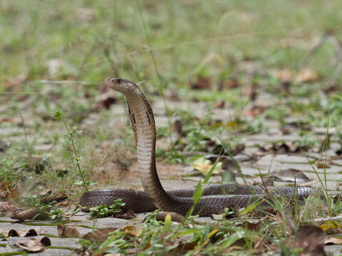 Naja kaouthia or monocled cobra deadly serpent living on a dry leaf in the forestin nature	