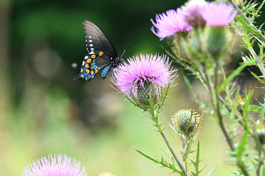 Swallowtail Butterfly on wild flower thistle
