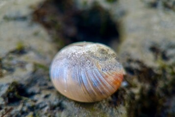 Close-up of the iridescent nacre interior and spiral aperture of a marine snail shell on tidal mud. © Christina