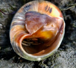 Hermit crab sheltering inside an iridescent marine snail shell on tidal mud. © Christina