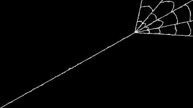White hand drawn spider web animation appearing on black background for halloween decor