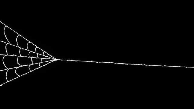 Hand drawn spider web animation growing from corner on black background for halloween