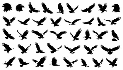 Fototapeta premium Eagle Silhouette Vector Collection
