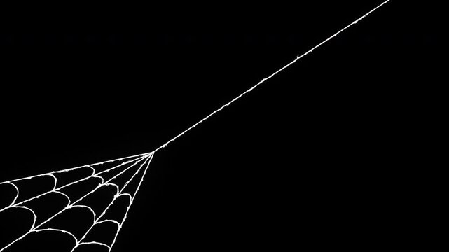 White spider web stretching across a solid black background for Halloween or nature design