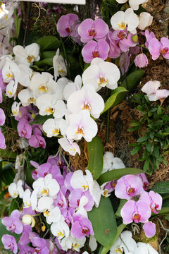 Vertical arrangement of blooming white and violet Phalaenopsis moth orchid flowers with lush green leaves   