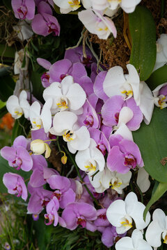 Vertical arrangement of blooming white and violet Phalaenopsis moth orchid flowers with lush green leaves   