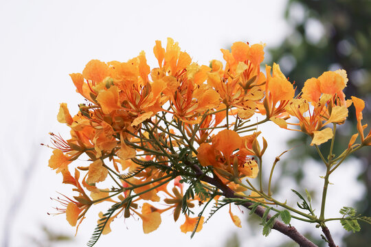 Close-up of vibrant red flamboyant flowers blooming on branch with soft blurred background
