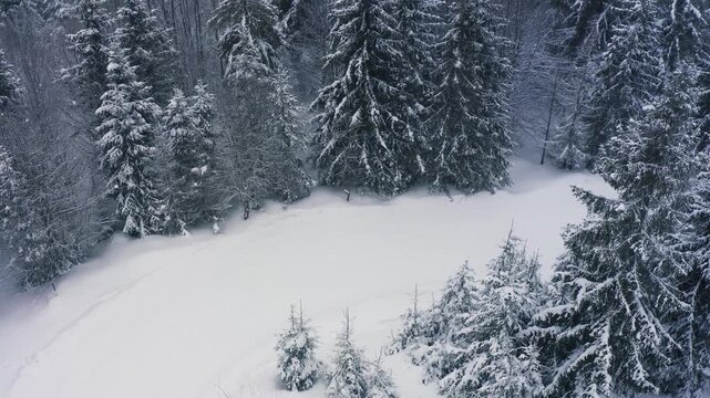 A dense spruce forest sheltering the snow-capped hills of the Carpathian Mountains and daring skiers