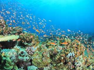 西表島のサンゴ礁を舞うオレンジの熱帯魚の群れ © GritAI
