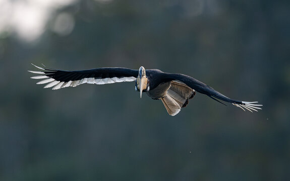 A beautiful Malabar Pied Hornbill flying right into the field of view.