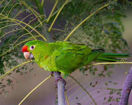 Crimson-fronted parakeet