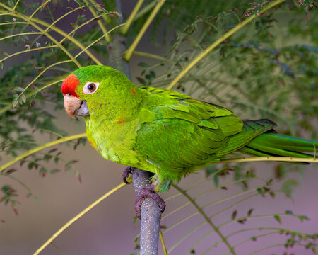 Crimson-fronted parakeet