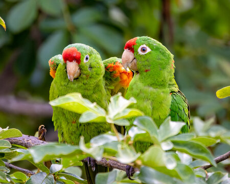 Crimson-fronted parakeet