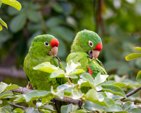 Crimson-fronted parakeet