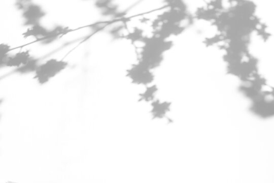 Real cascading foliage shadow cut out on a transparent png background with soft organic edges. Pairs with a soft fashion branding overlay, a vintage branding and fashion aesthetic as a transparent.