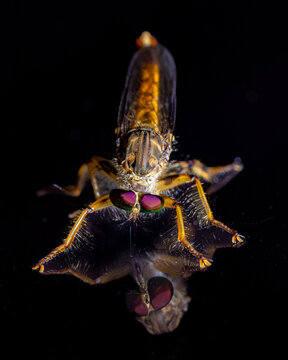 Hoverfly