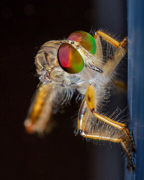 Hoverfly
