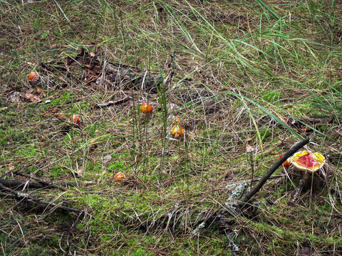 Fly agarics have hidden in the grass.