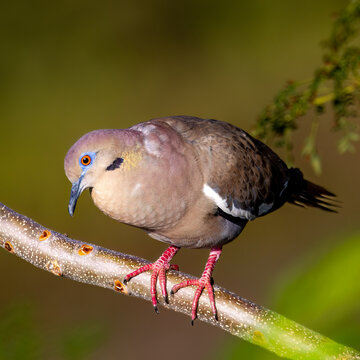 PIgeon