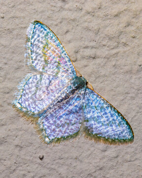 MOth