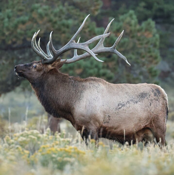 King For a Day, Droplets Fall and Glint in the Light as this Elk Bull Watches his Harem