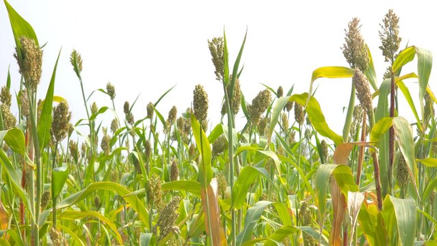 Sorghum crop with grain panicles and green leaves growing densely across an agricultural field