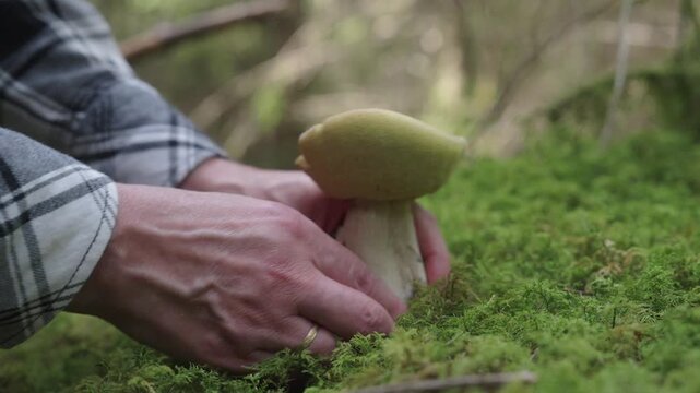 Close-up view of a mushroom picker pulling a forest mushroom from the ground by hand among natural woodland vegetation