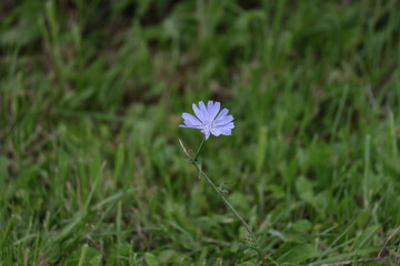Blue chicory flower blooming against soft green grass in summer © Olga