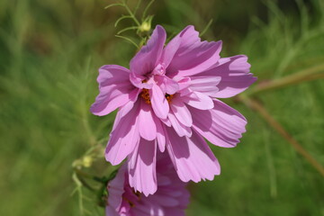 Pink cosmos flowers blooming among delicate feathery foliage in a summer garden, Cosmos bipinnatus © Olga