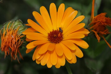 Bright orange common marigold with an insect exploring the flower center, Calendula officinalis © Olga