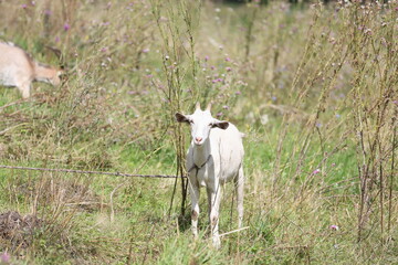 White goat tethered on a green meadow looking directly at the camera © Olga