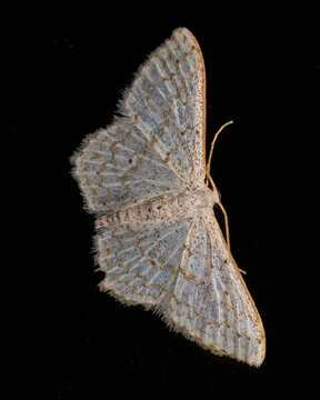 MOth