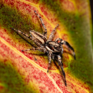 Jumping spider