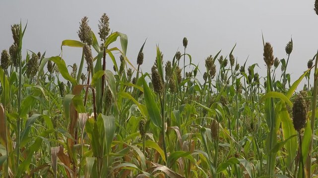 Sorghum crop with grain panicles and green leaves growing densely across an agricultural field