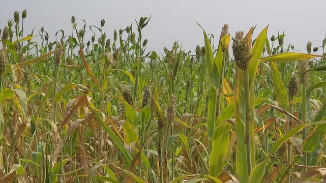 Sorghum crop with grain panicles and green leaves growing densely across an agricultural field