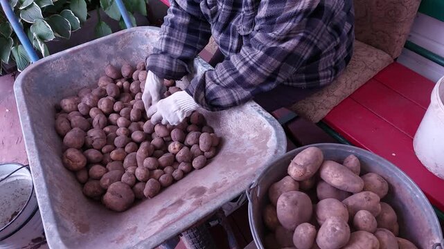 Person picking through freshly dug potatoes in rustic metal wheelbarrow