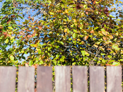 autumn leaves in orchard