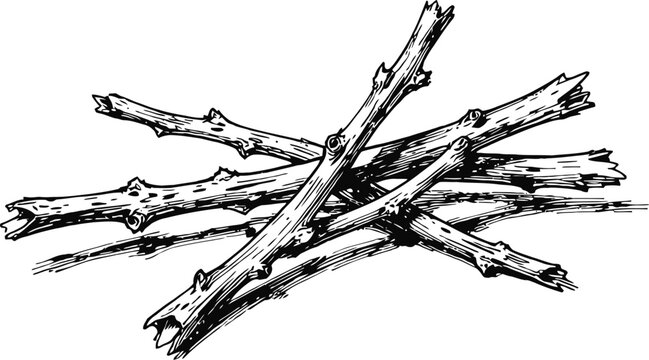 Dry wooden sticks pile natural rough twigs bundle with bark texture hand drawn forest branches collection