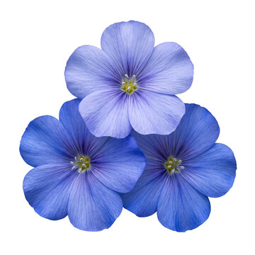 Delicate Blue Linum Flowers Trio Transparent Background