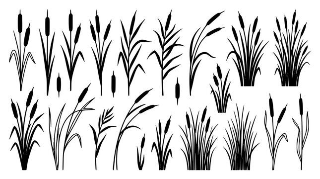 Cattail and Swamp Reeds Black Silhouette Vector Collection Featuring Marsh Grasses Bulrush Clusters Wild Stems and Riverbed Vegetation for Landscape Graphic Design