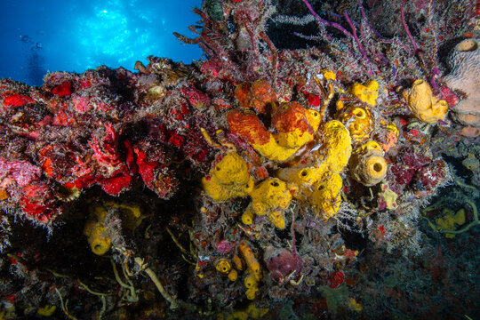 Vibrant yellow tube sponges and red encrusting sponges covering a metal structure on the Spiegel Grove wreck