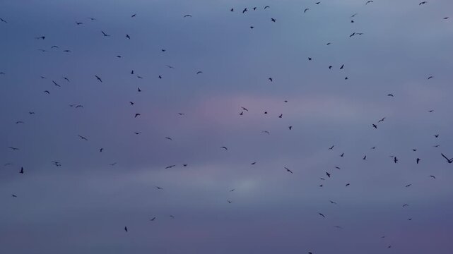 Black Birds in a Dramatic Sky. A large number of birds circling in the background of the cloudy sky in sunset colors