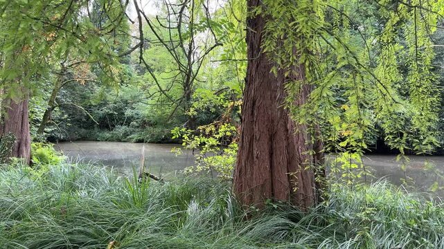 Naturlandschaft ein einem Nebenarm der Erft in Nordrhein-Westfalen in Deutschland