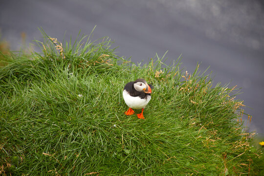 Puffin on the cliffs at Reynisfjara, Iceland
